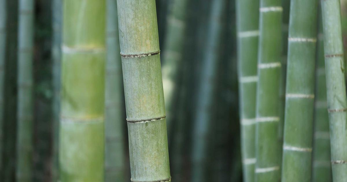 Digestion difficile : causes fréquentes et solutions de bon sens